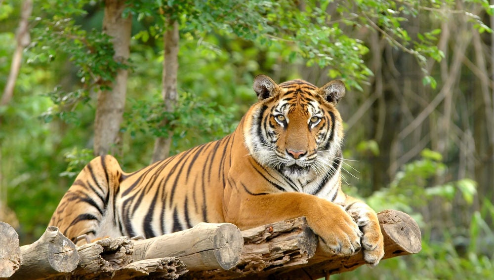 Un tigre en el zoo