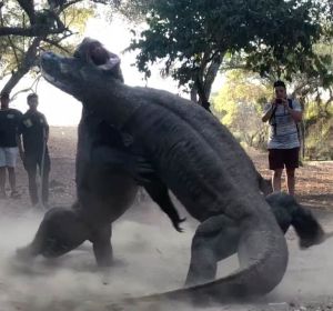 Dragones de Komodo Dragones de Komodo