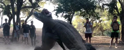 Dragones de Komodo Dragones de Komodo