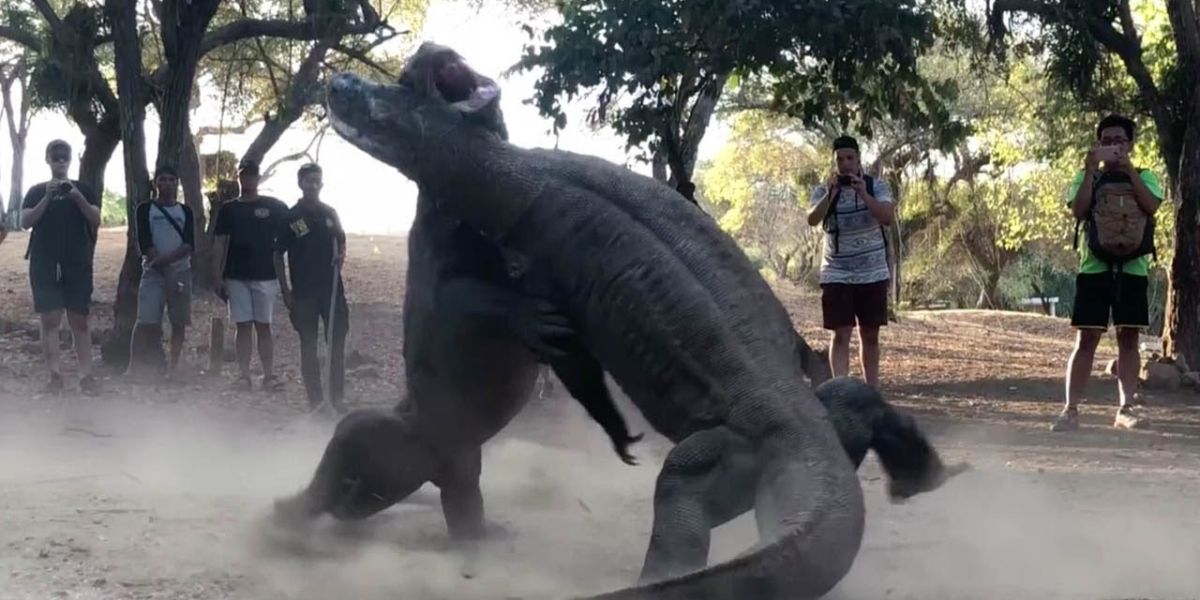 Dragones de Komodo