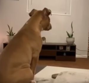 La tierna reacción de esta perrita al ver la muerte de Mufasa de 'El Rey León' La tierna reacción de esta perrita al ver la muerte de Mufasa de 'El Rey León'