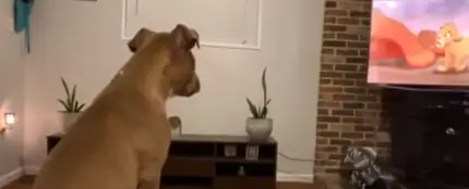 La tierna reacción de esta perrita al ver la muerte de Mufasa de 'El Rey León' La tierna reacción de esta perrita al ver la muerte de Mufasa de 'El Rey León'