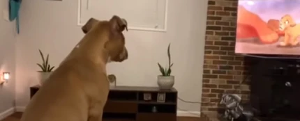 La tierna reacción de esta perrita al ver la muerte de Mufasa de 'El Rey León' La tierna reacción de esta perrita al ver la muerte de Mufasa de 'El Rey León'