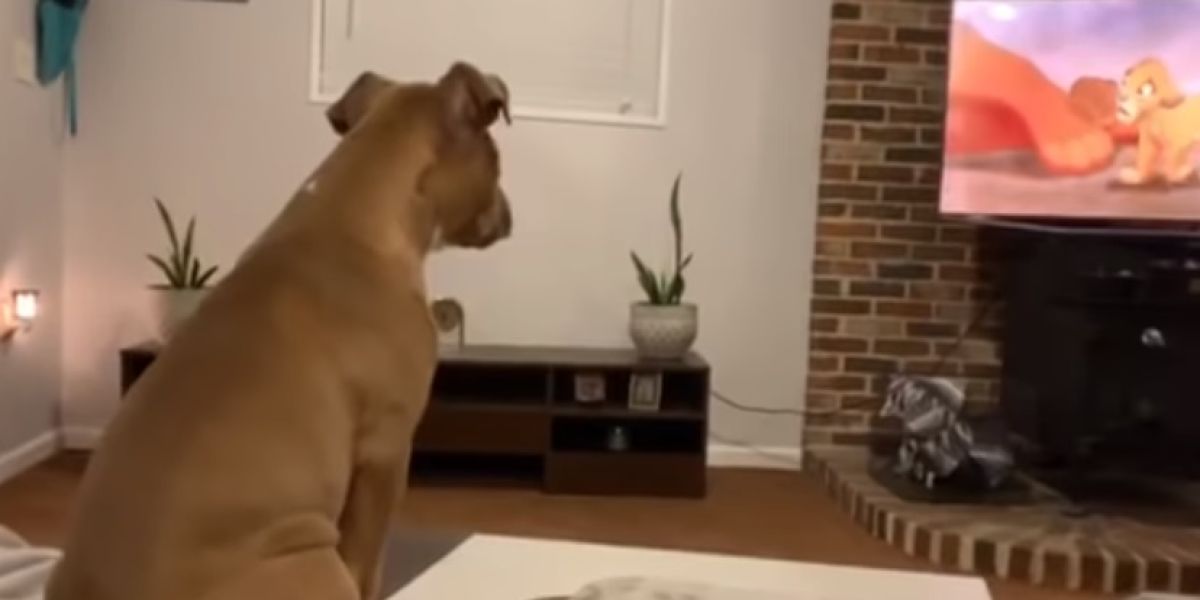 La tierna reacción de esta perrita al ver la muerte de Mufasa de 'El Rey León'