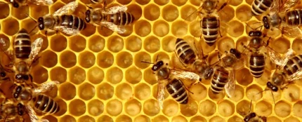 Abejas Abejas
