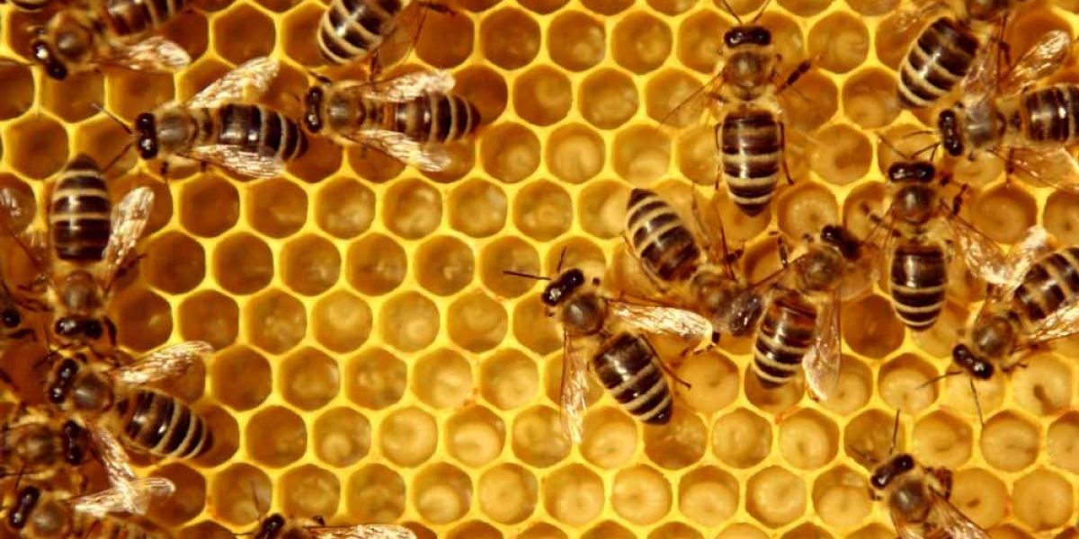 Abejas