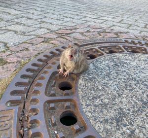 La rata atrapada La rata atrapada