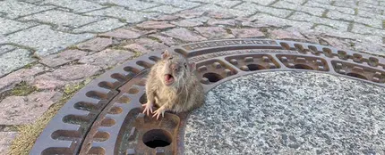 La rata atrapada La rata atrapada