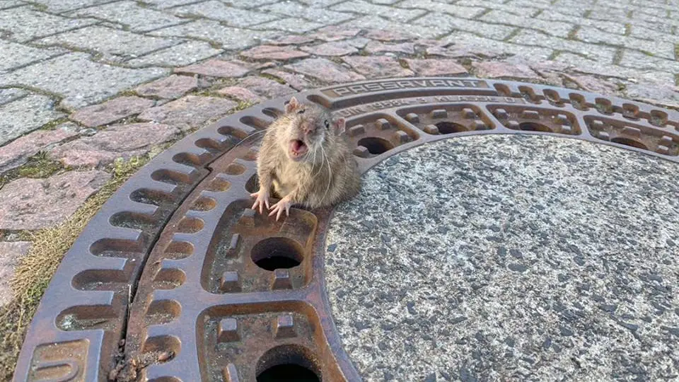 La rata atrapada La rata atrapada