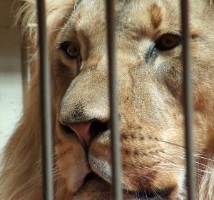 Un león en una jaula Un león en una jaula