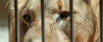 Un león en una jaula Un león en una jaula