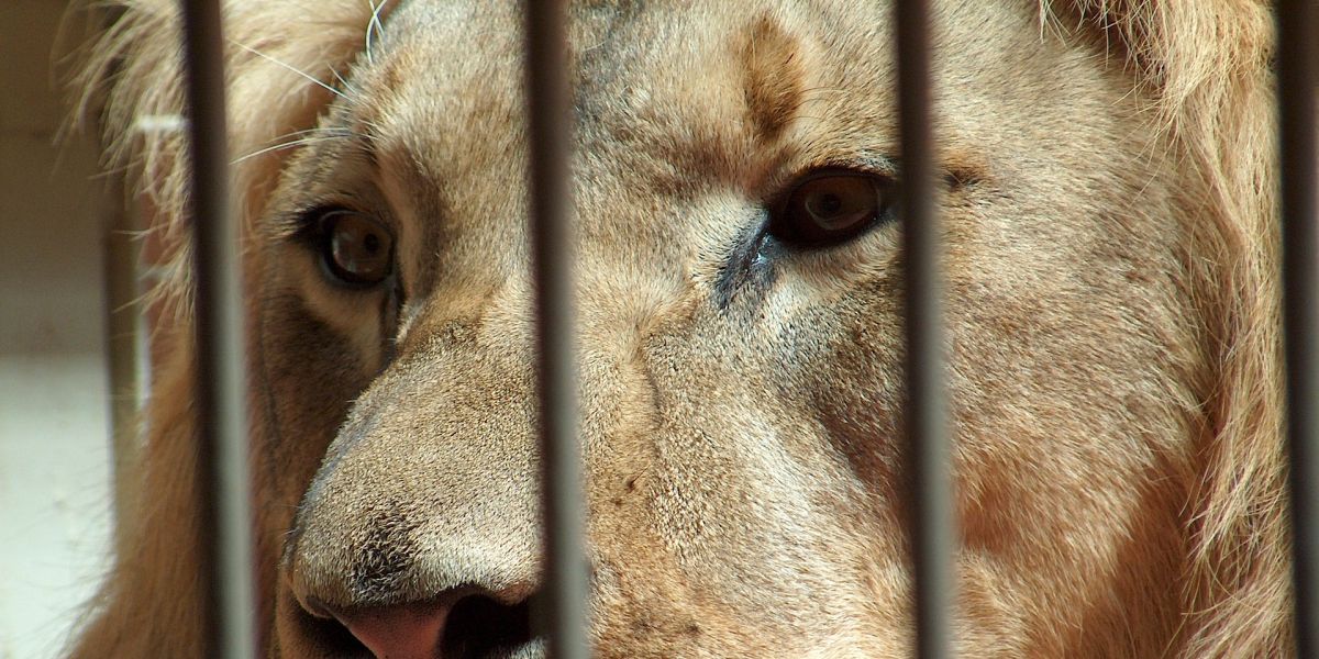Un león en una jaula