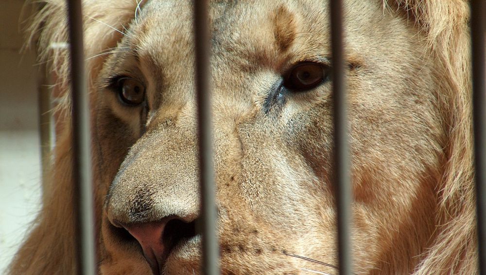 Un león en una jaula