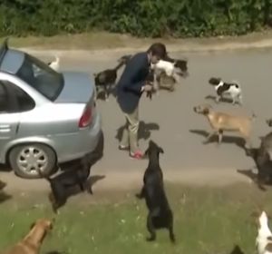 Un reportero atacado por un grupo de perros Un reportero atacado por un grupo de perros