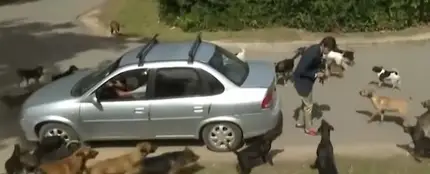Un reportero atacado por un grupo de perros Un reportero atacado por un grupo de perros