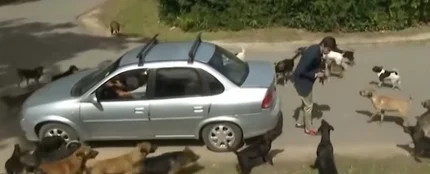 Un reportero atacado por un grupo de perros Un reportero atacado por un grupo de perros