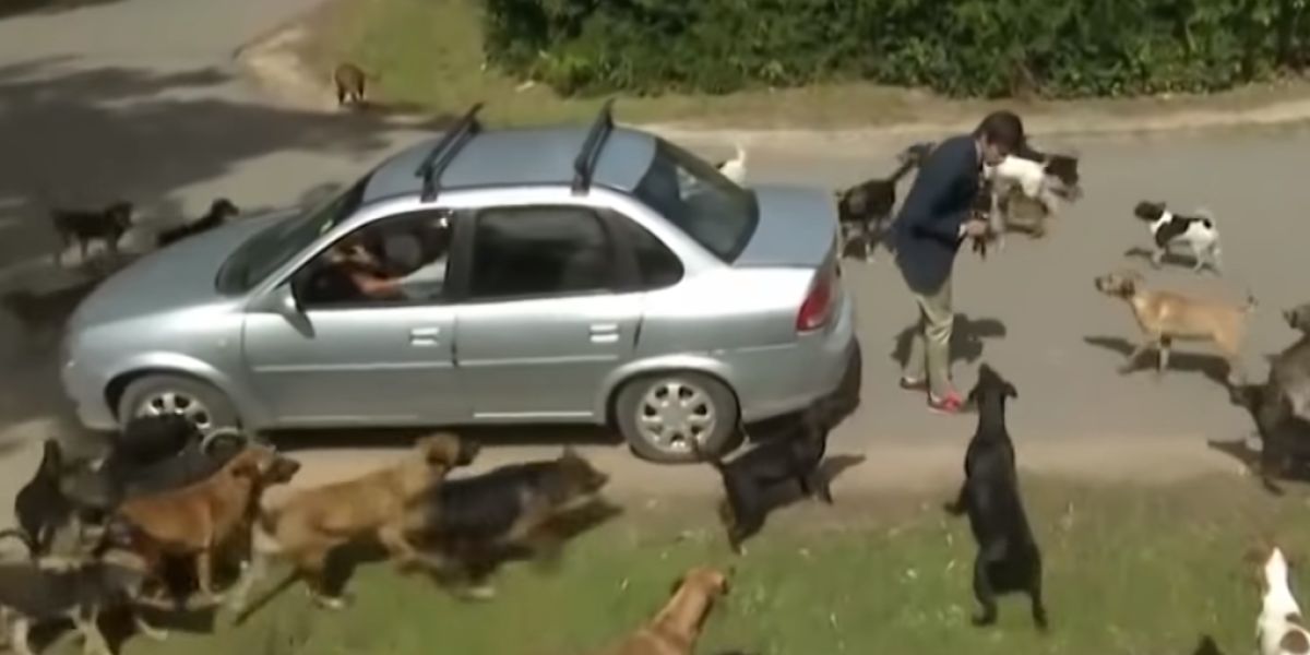 Un reportero atacado por un grupo de perros