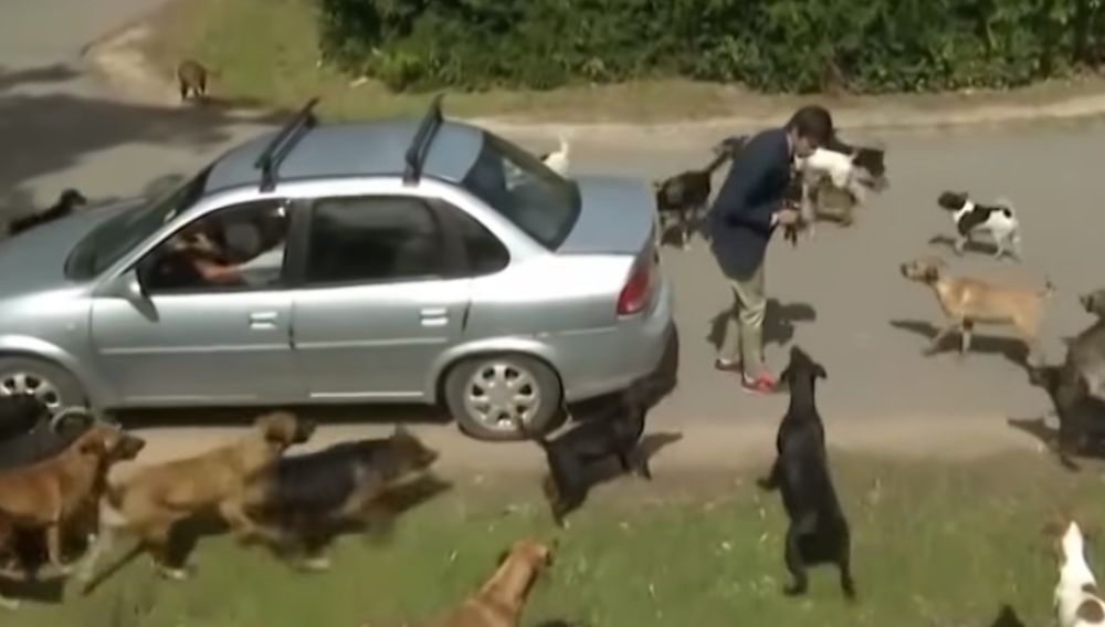 Un reportero atacado por un grupo de perros