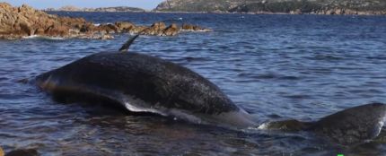 Encuentran una ballena muerta con un feto y 22 kilos de plástico en su interior