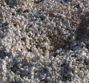 En peligro la playa de las "palomitas" En peligro la playa de las "palomitas"