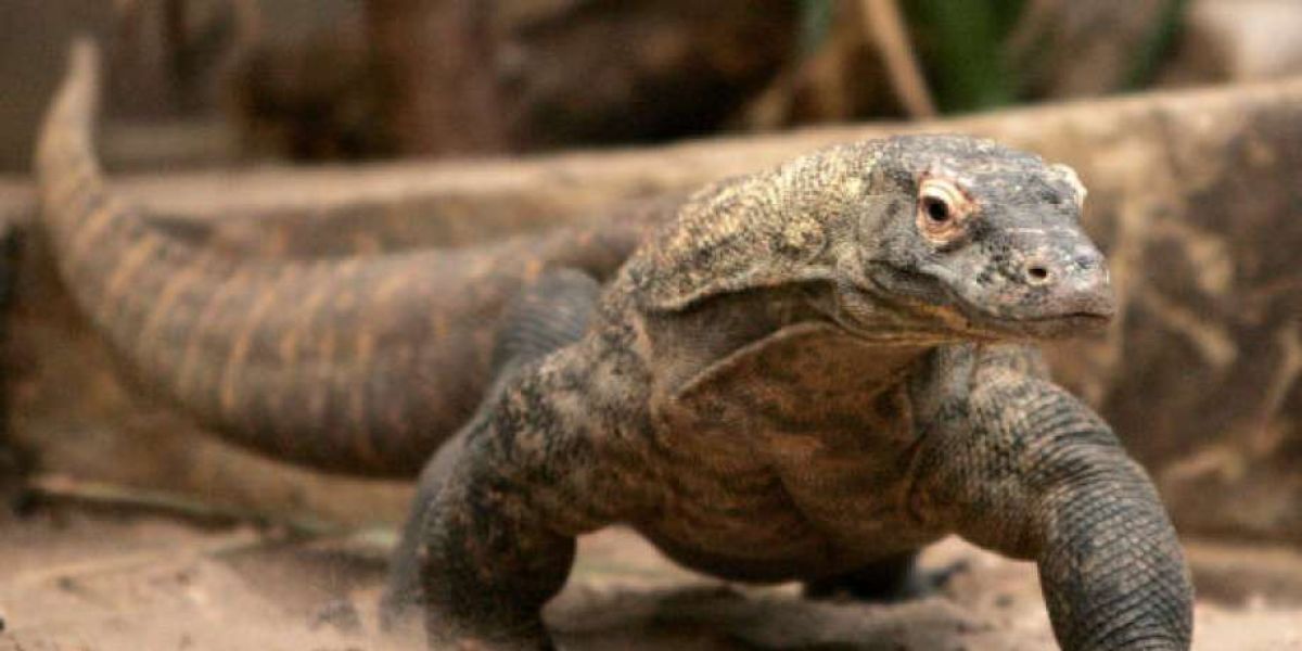 Dragón de Komodo