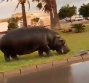 Imagen del hipopótamo en Roquetas de Mar, Almería Imagen del hipopótamo en Roquetas de Mar, Almería