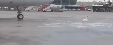 El flamenco en el aeropuerto de Palma El flamenco en el aeropuerto de Palma