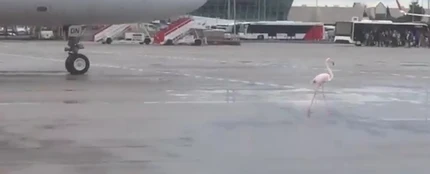 El flamenco en el aeropuerto de Palma El flamenco en el aeropuerto de Palma