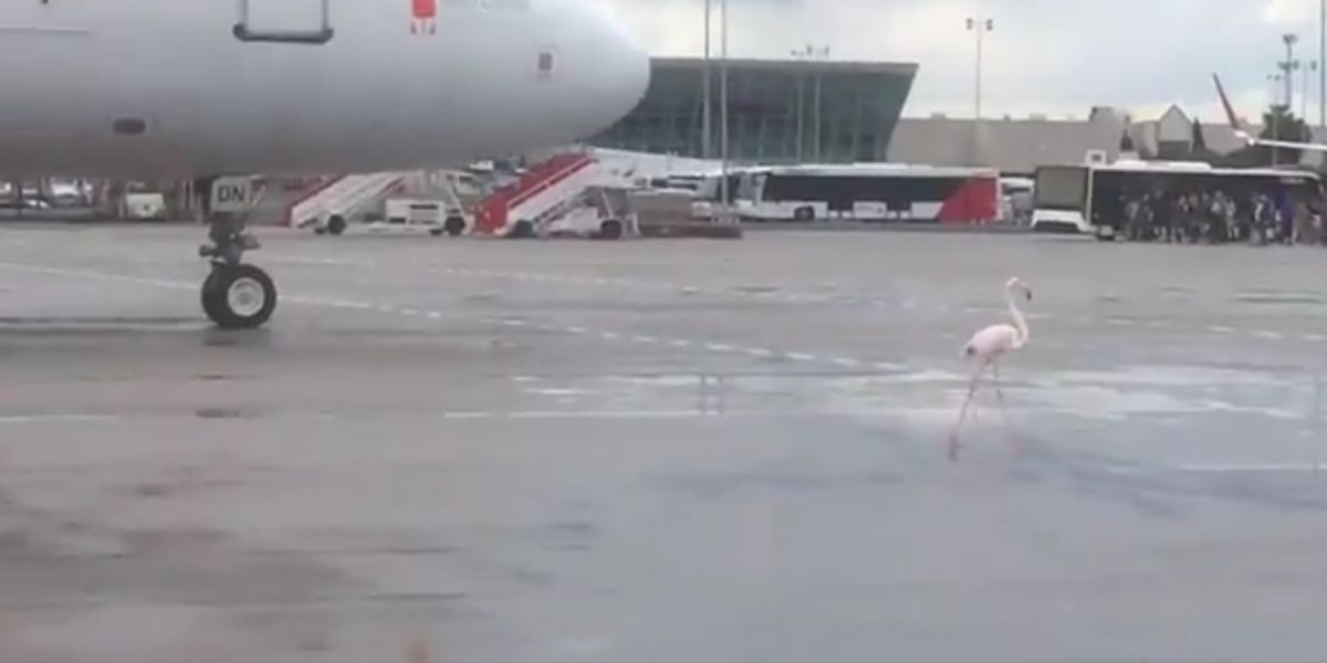 El flamenco en el aeropuerto de Palma