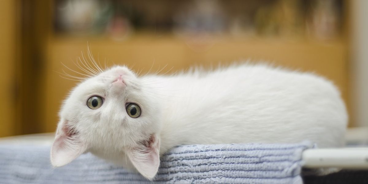 Gato
