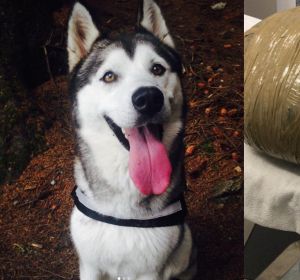 Imagen de la husky Nova y cómo la guardería envolvió su cadáver Imagen de la husky Nova y cómo la guardería envolvió su cadáver