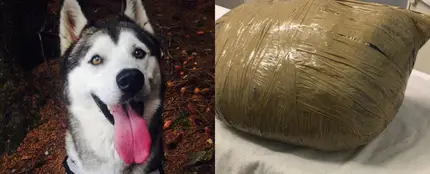 Imagen de la husky Nova y cómo la guardería envolvió su cadáver Imagen de la husky Nova y cómo la guardería envolvió su cadáver