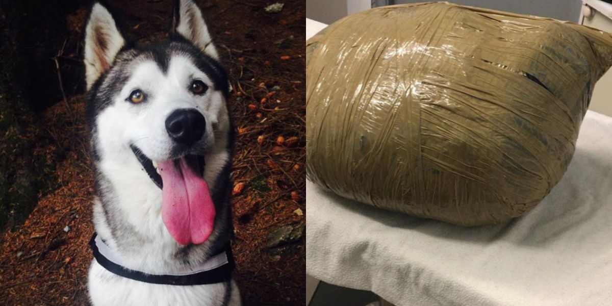 Imagen de la husky Nova y cómo la guardería envolvió su cadáver