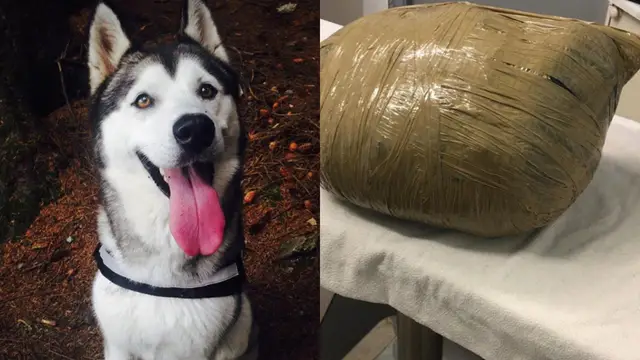 Imagen de la husky Nova y cómo la guardería envolvió su cadáver