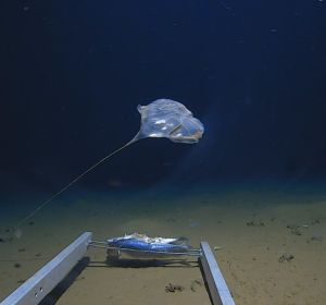Hallan una nueva especie de medusa: "no se parece a nada visto antes" Hallan una nueva especie de medusa: "no se parece a nada visto antes"