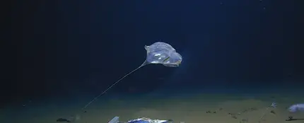 Hallan una nueva especie de medusa: "no se parece a nada visto antes" Hallan una nueva especie de medusa: "no se parece a nada visto antes"