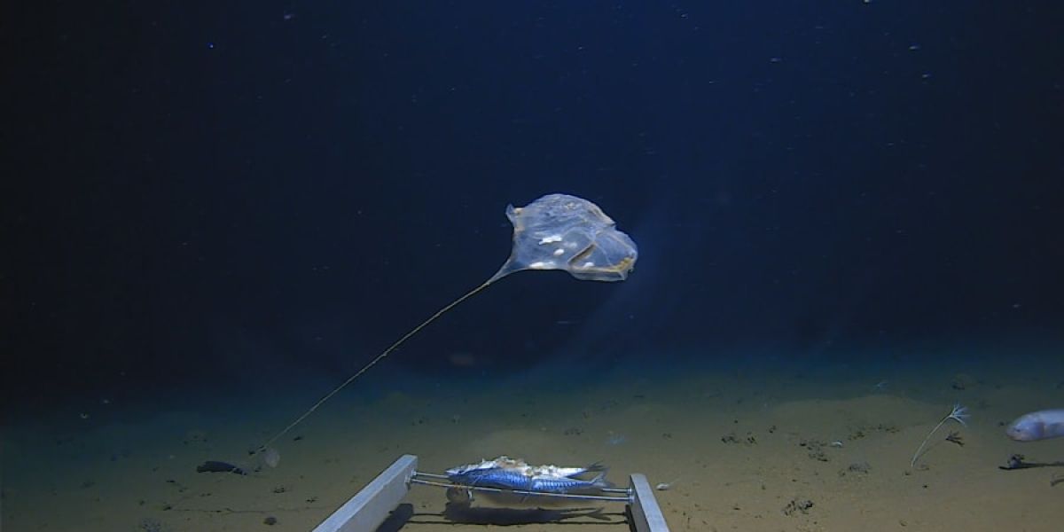 Hallan una nueva especie de medusa: "no se parece a nada visto antes"