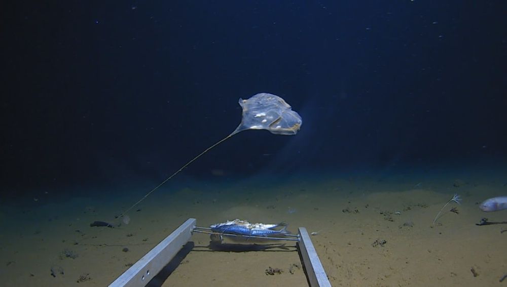 Hallan una nueva especie de medusa:  "no se parece a nada visto antes" 
