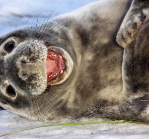Foca riéndose Foca riéndose