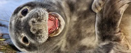 Foca riéndose Foca riéndose