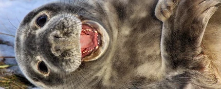 Foca riéndose Foca riéndose