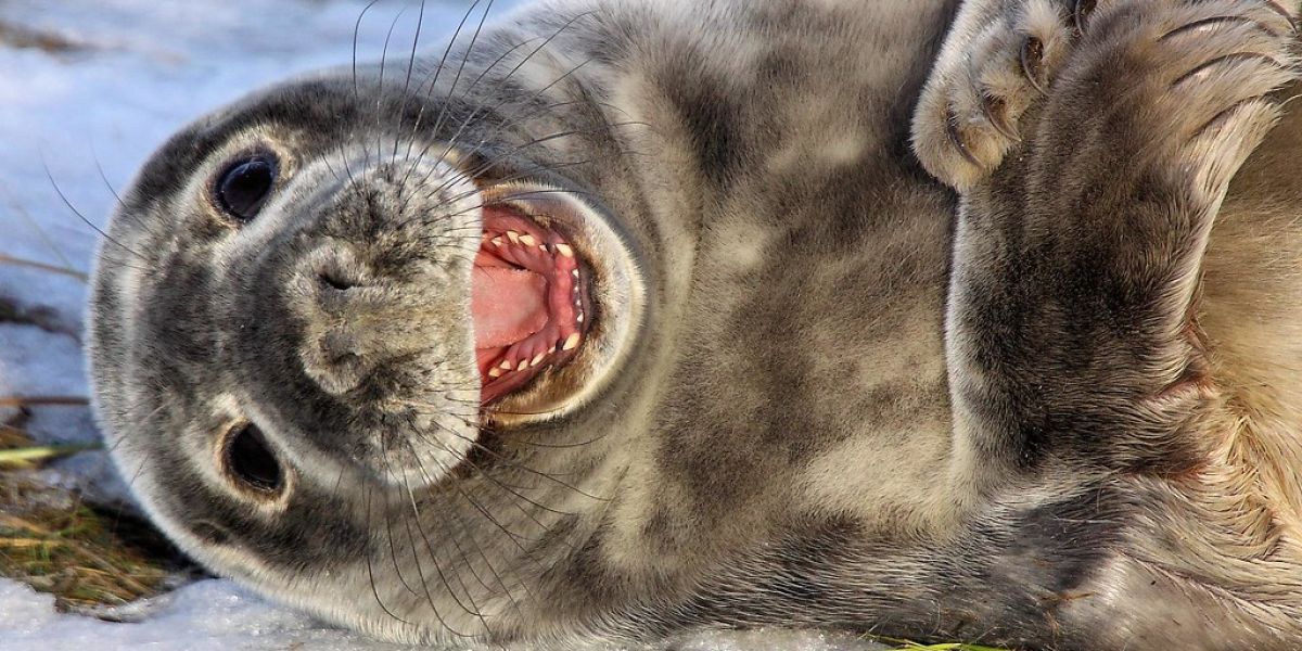 Foca riéndose