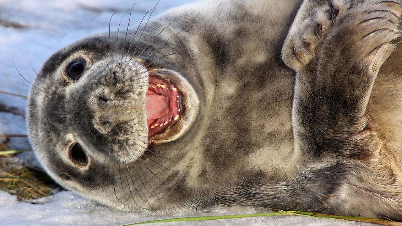 La foto de una foca que se ha vuelto viral por su extraño aspecto