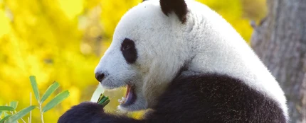 Osos Panda Osos Panda