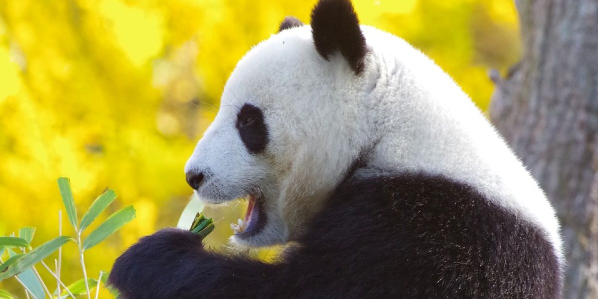Osos Panda