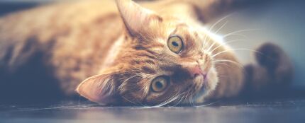 Gato travieso
