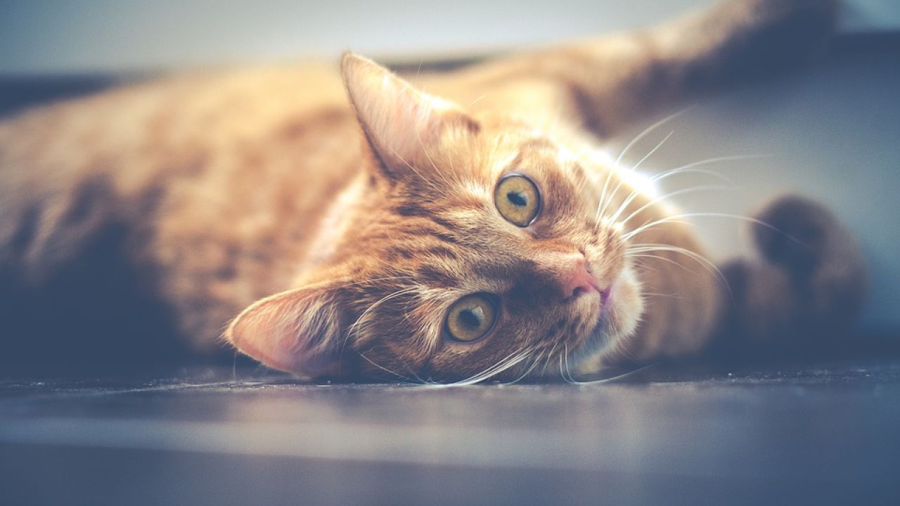 Gato travieso Gato travieso