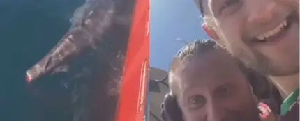 Cortan la cola a un tiburón por diversión y suben su hazaña a las redes sociales Cortan la cola a un tiburón por diversión y suben su hazaña a las redes sociales