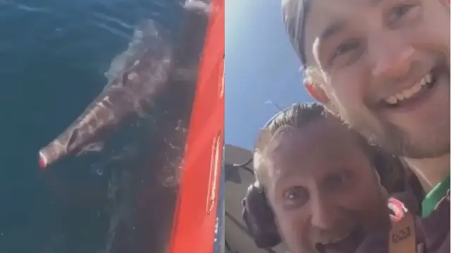 Cortan la cola a un tiburón por diversión y suben su hazaña a las redes sociales