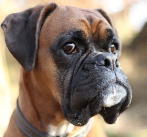 Perra boxer (Archivo) Perra boxer (Archivo)